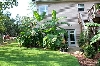 Giant Elephant Ears and Bananas