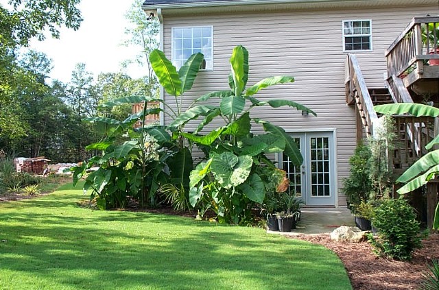 Giant Elephant Ears and Bananas