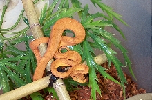 orange1