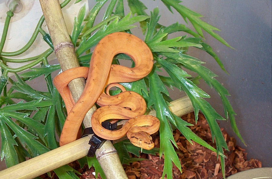 orange1