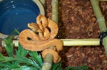orangeamazon 2