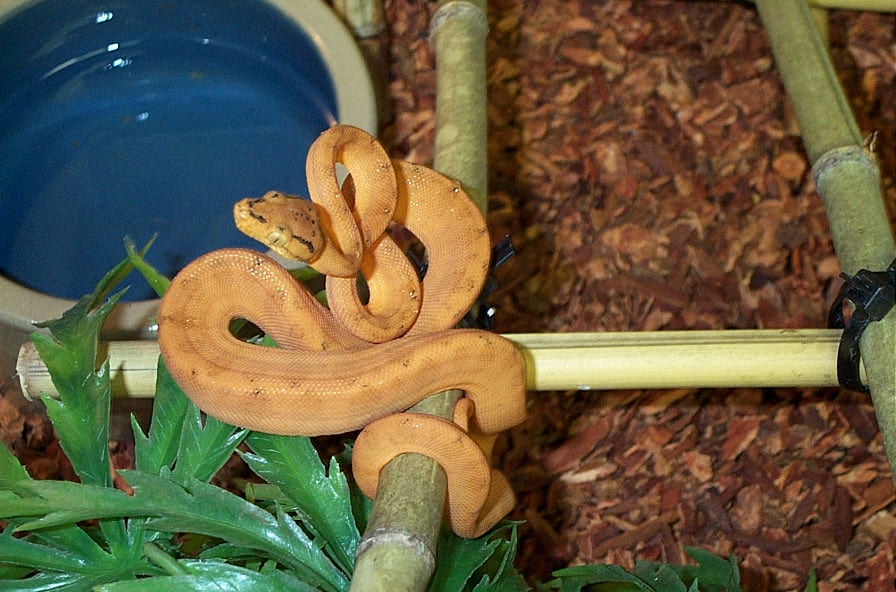 orangeamazon 2