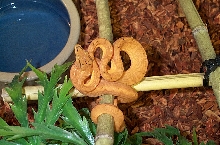 orange amazon3