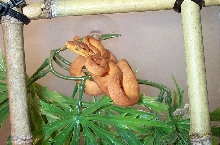 orange amazon sib