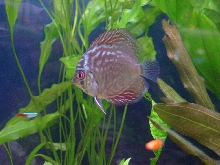 Discus