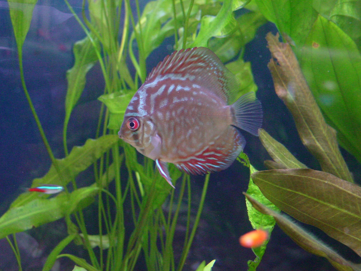 Discus