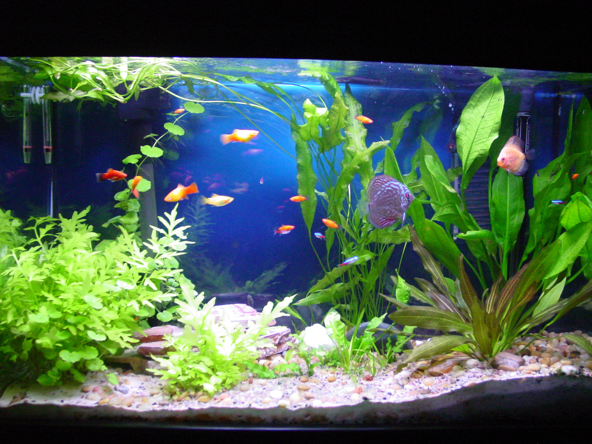 My Planted Discus Tank