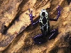 male sip