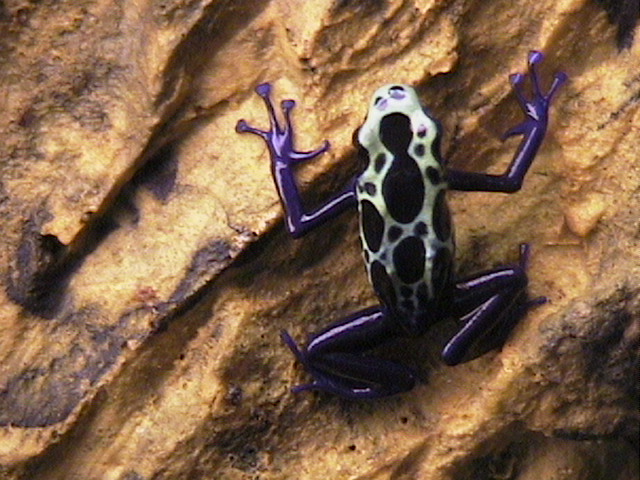 male sip
