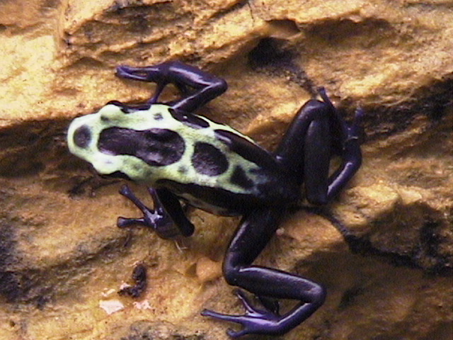 female sip