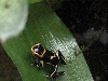 d.imitator