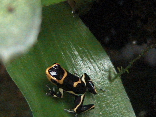 d.imitator