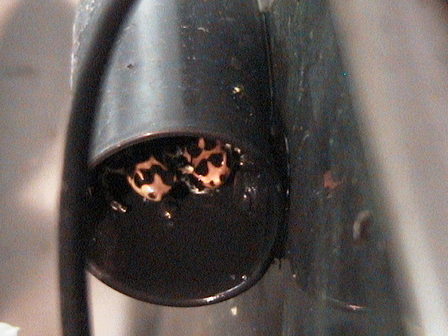 imitator pair