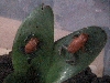 pumilio2