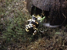 leucomelas2