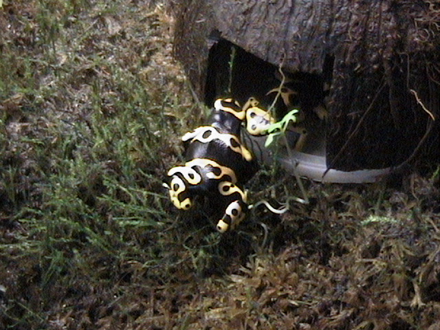 leucomelas2