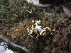leucomelas