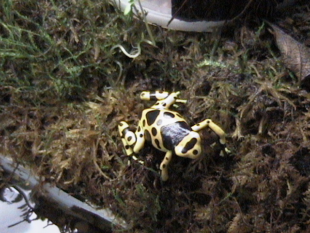 leucomelas