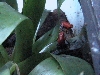 pumilio