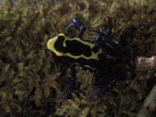dwarf cobalt female