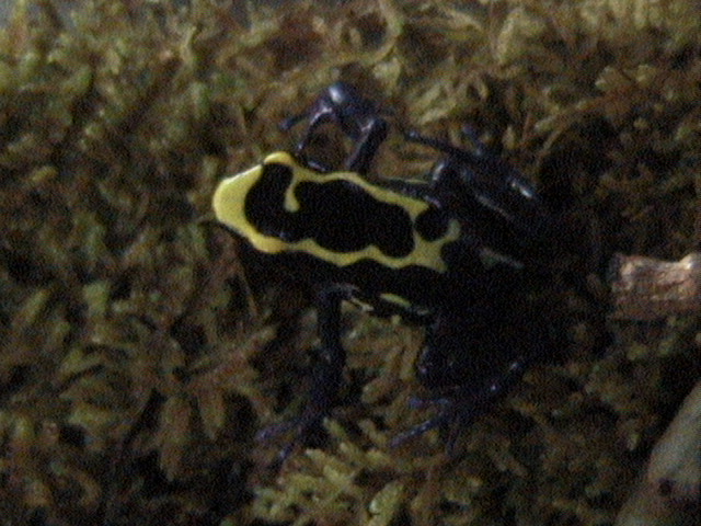 dwarf cobalt female