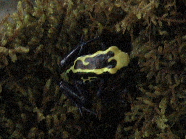 dwarf cobalt male