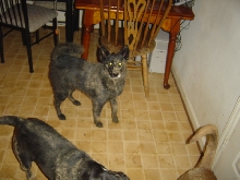 wolfy after playing in the mud