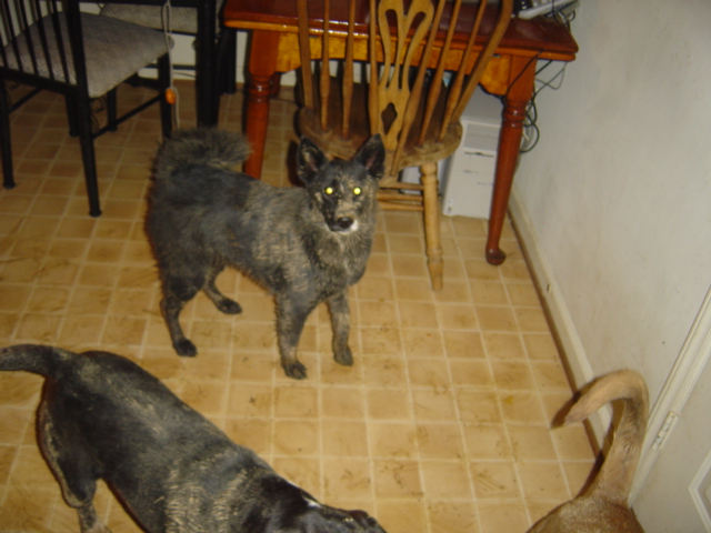 wolfy after playing in the mud