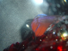 this my  Mr fishy