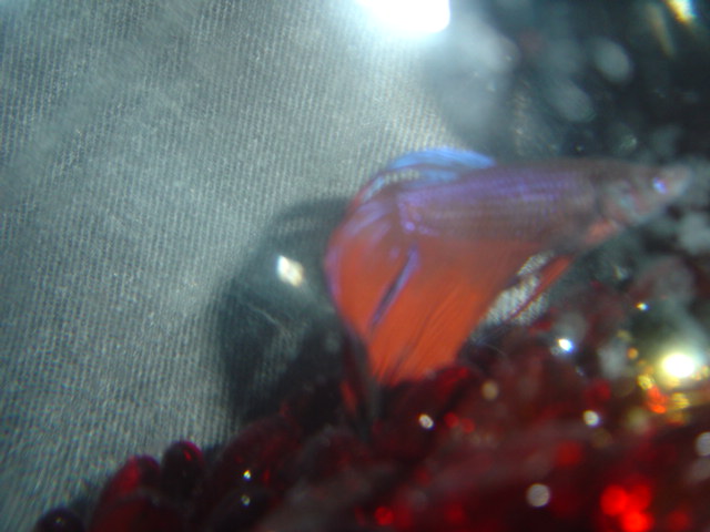 this my  Mr fishy