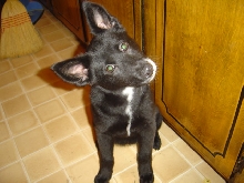 wolfy