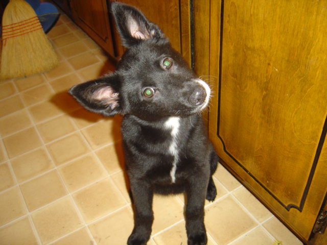 wolfy