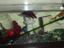 mr fishy