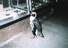Jackass Penguin