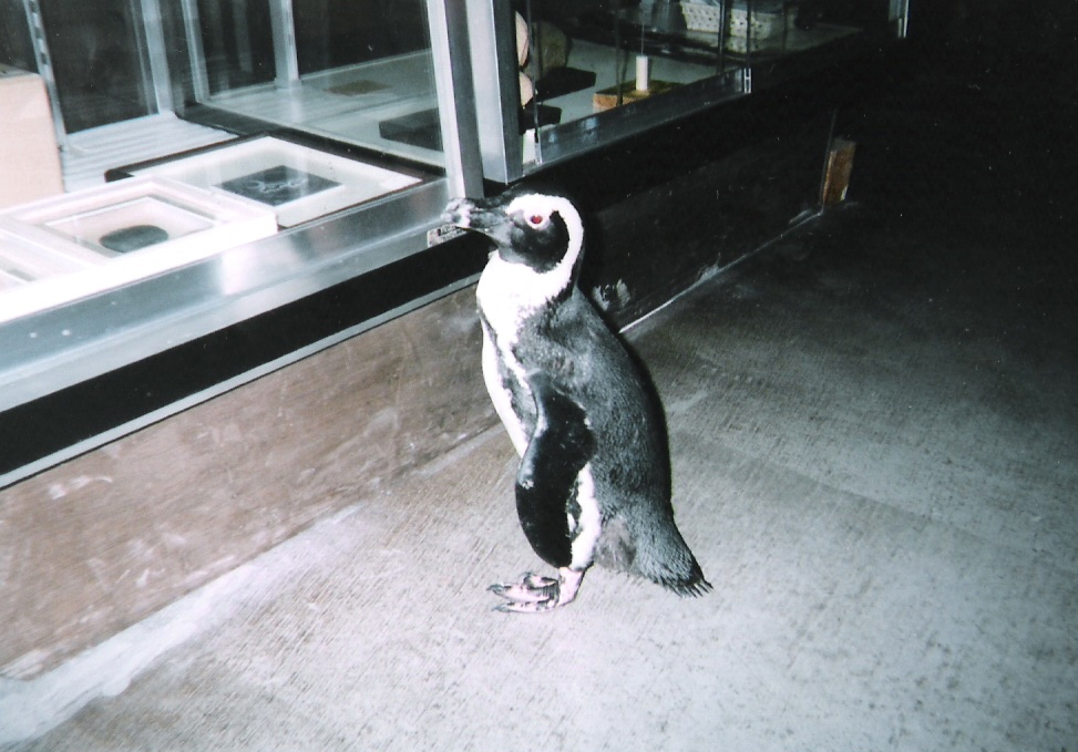 Jackass Penguin