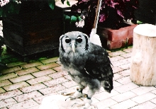 verreaux's eagle owl
