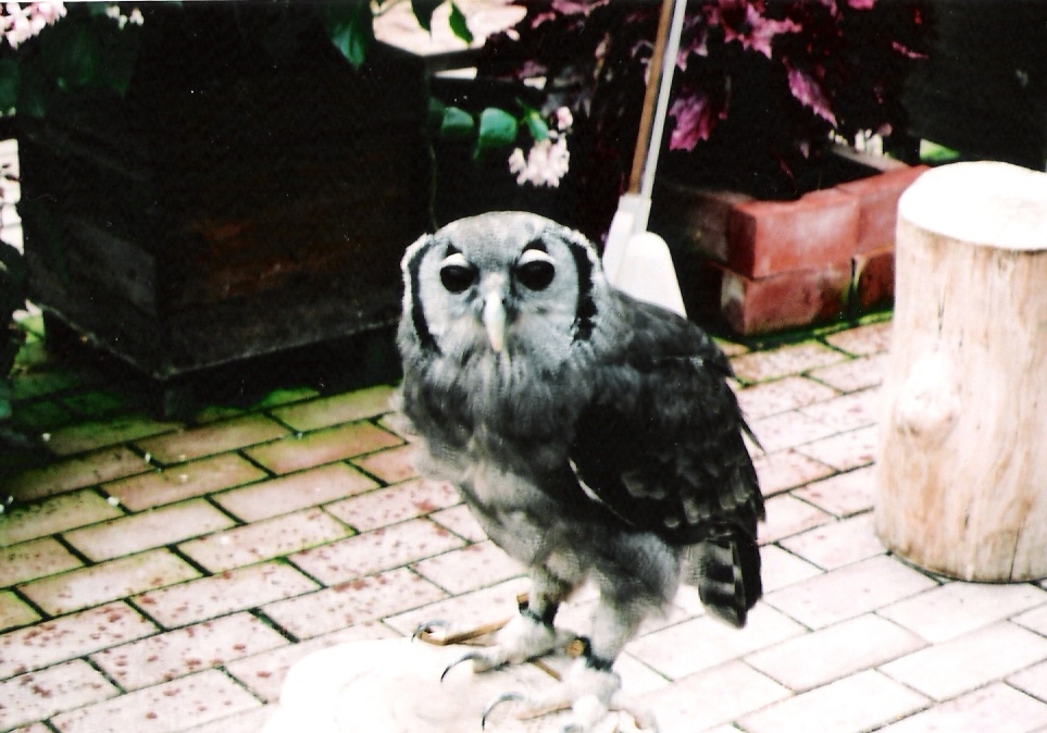 verreaux's eagle owl
