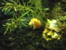 Gary