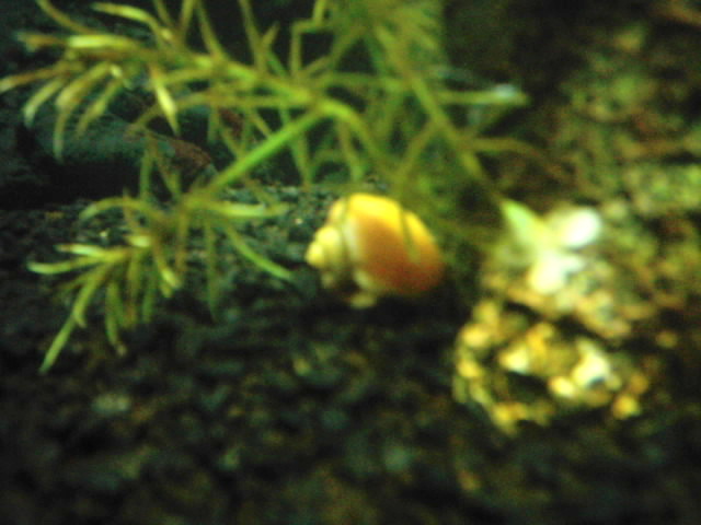 Gary