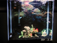 tetras