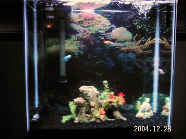 tetras