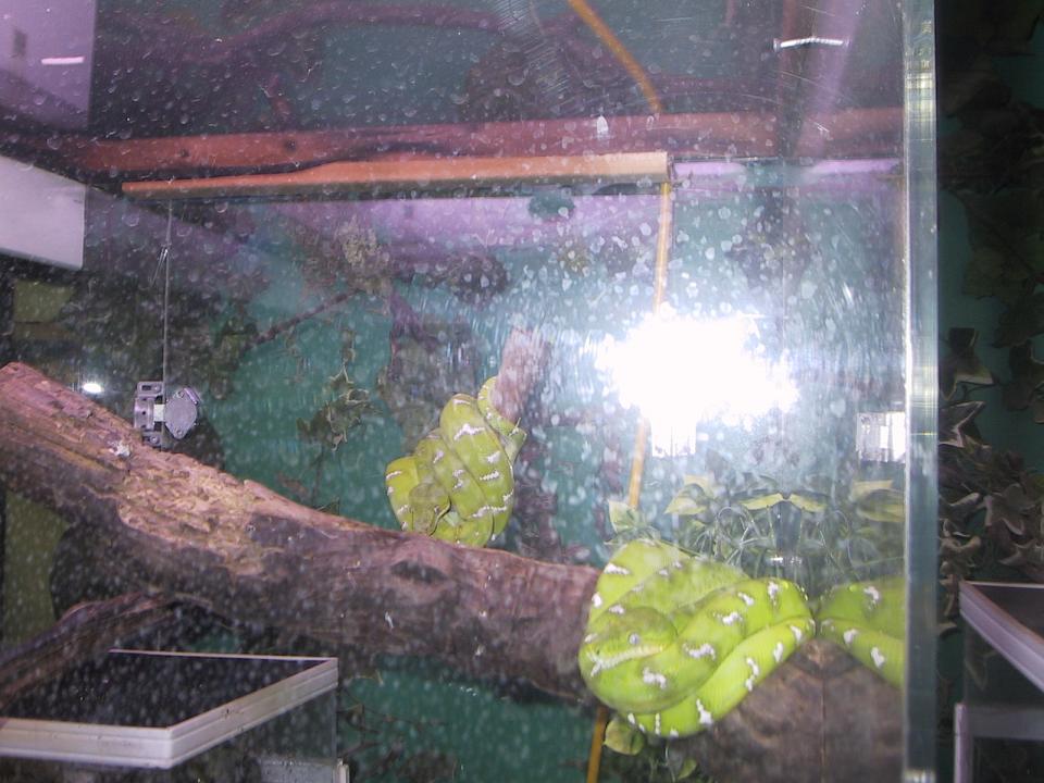 emerald tree boa's