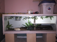 custom tank