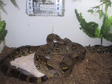 male boa for sale in canada