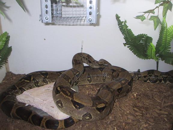 male boa for sale in canada
