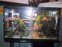 panther chameleon's