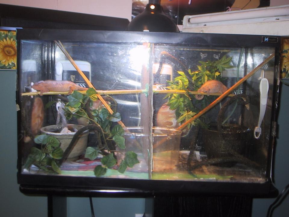 panther chameleon's