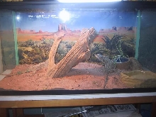 my beardies