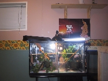 panther chameleons