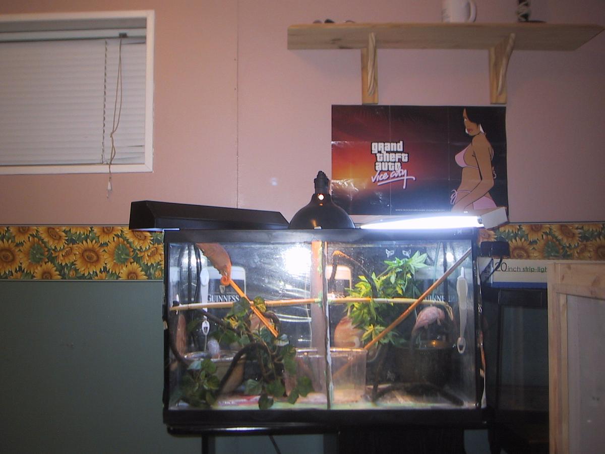 panther chameleons